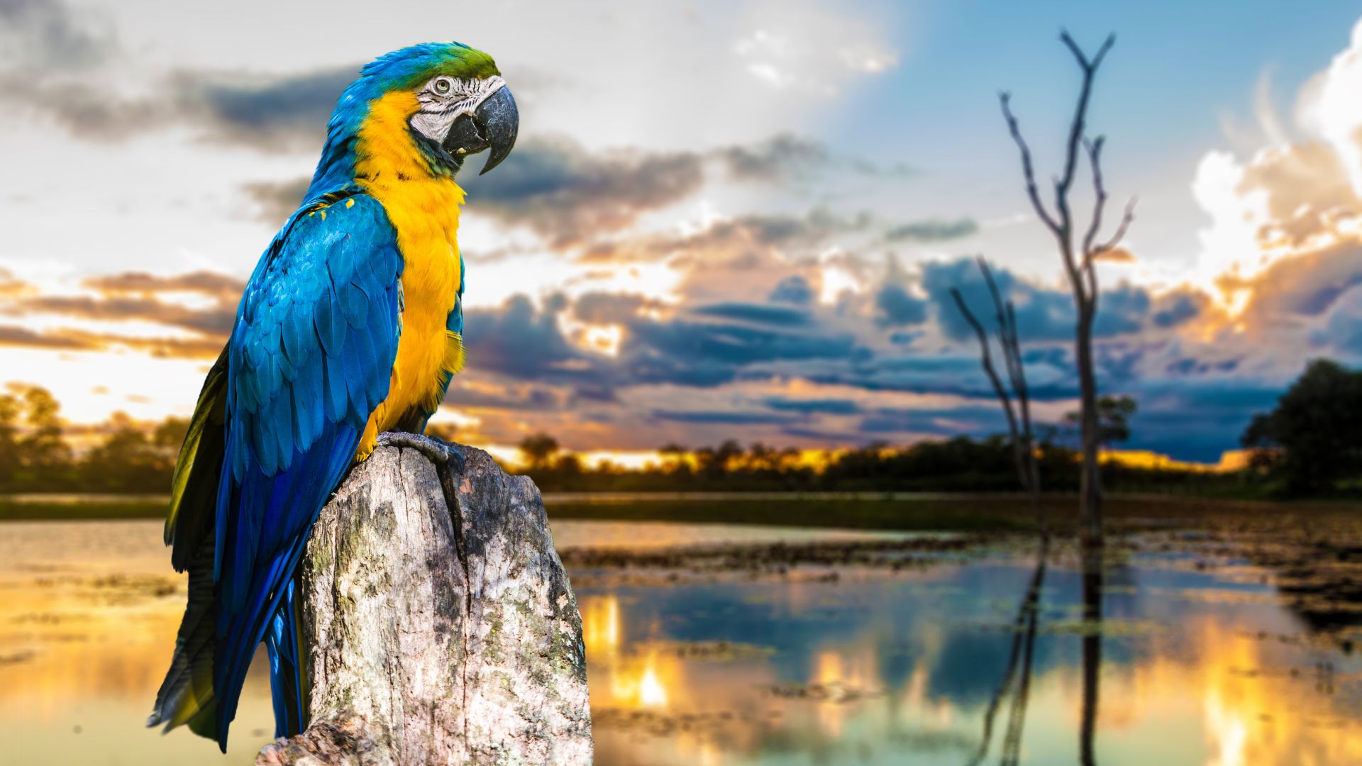 Pantanal